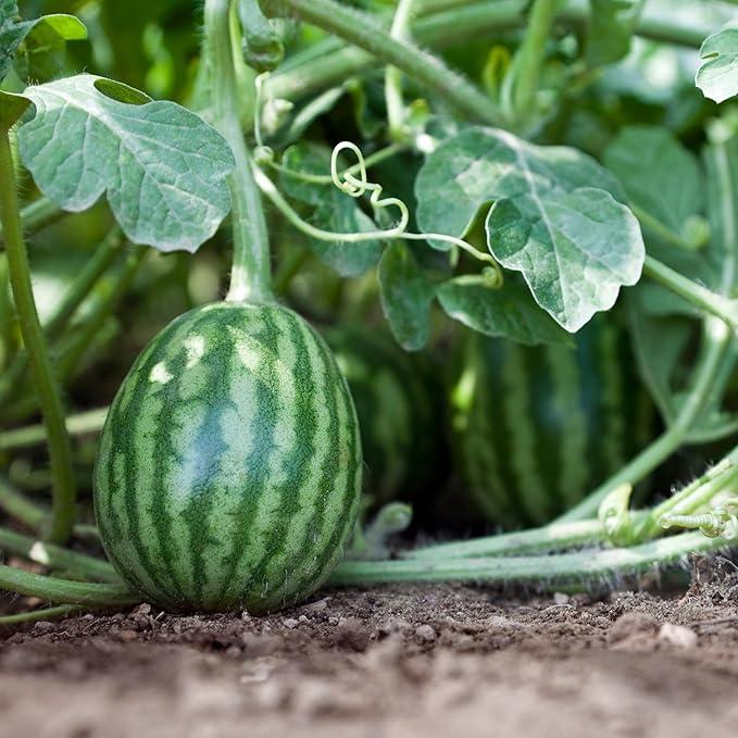 🍉Lazy Man's Watermelon Seeds - Image 11