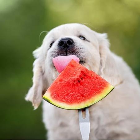 🍉Lazy Man's Watermelon Seeds - Image 14