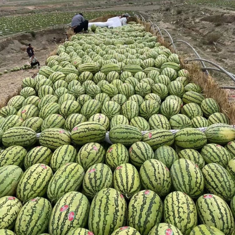🍉Lazy Man's Watermelon Seeds - Image 15