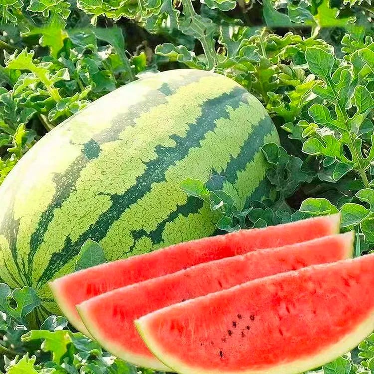 🍉Lazy Man's Watermelon Seeds - Image 17