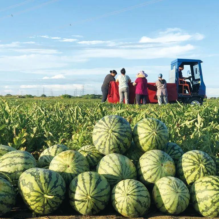 🍉Lazy Man's Watermelon Seeds - Image 2