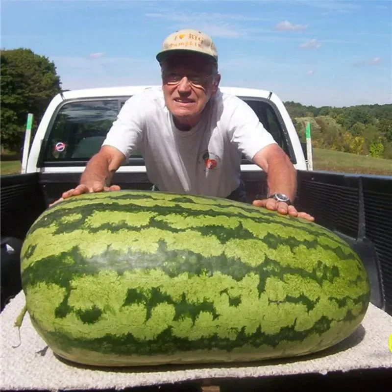 🍉Lazy Man's Watermelon Seeds - Image 4