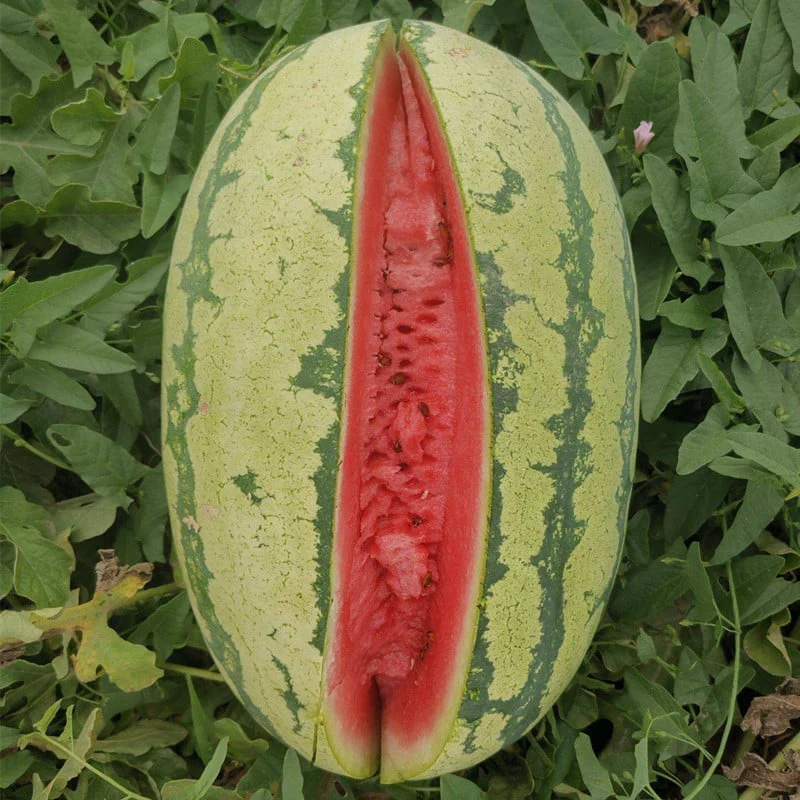 🍉Lazy Man's Watermelon Seeds - Image 6