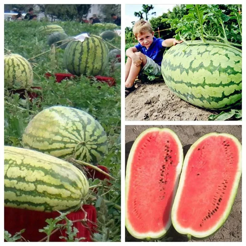 🍉Lazy Man's Watermelon Seeds - Image 7