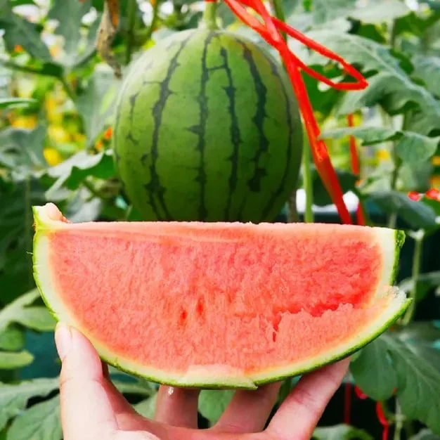 🍉Lazy Man's Watermelon Seeds - Image 8