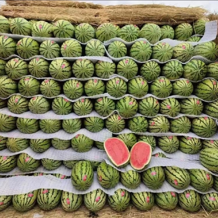 🍉Lazy Man's Watermelon Seeds - Image 9
