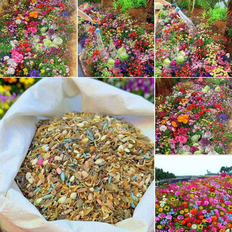 🔥Last day clearance💝Mixed Perennial Flowers Seeds-Over 60 kinds mixed - Image 2