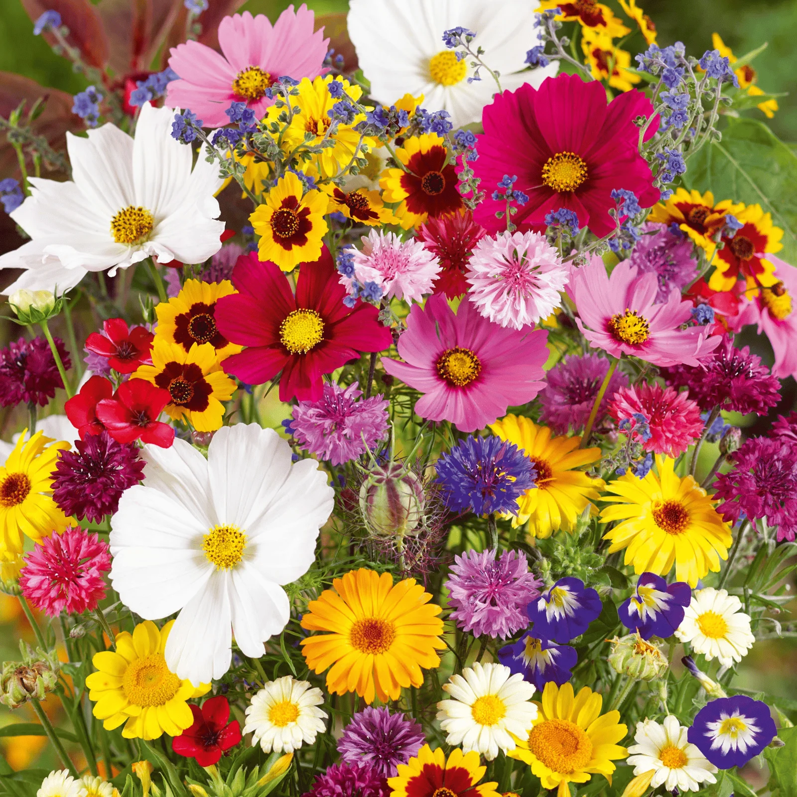 🔥Last day clearance💝Mixed Perennial Flowers Seeds-Over 60 kinds mixed - Image 3