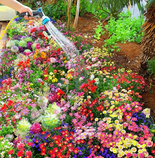 🔥Last day clearance💝Mixed Perennial Flowers Seeds-Over 60 kinds mixed - Image 6
