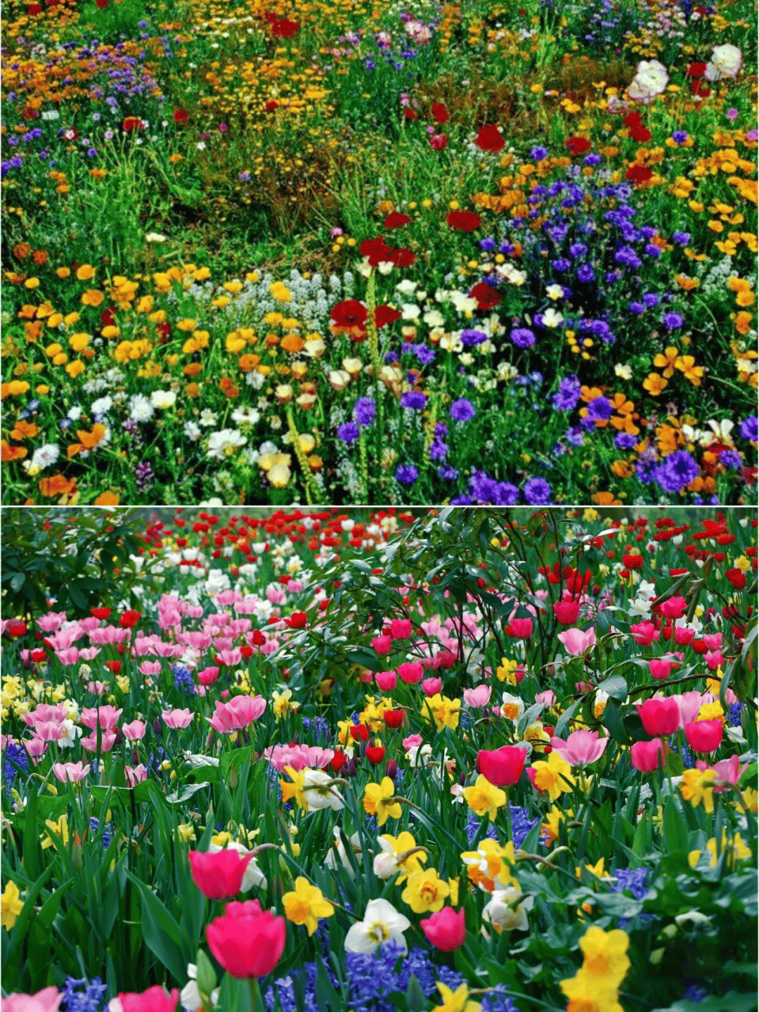 🔥Last day clearance💝Mixed Perennial Flowers Seeds-Over 60 kinds mixed - Image 7