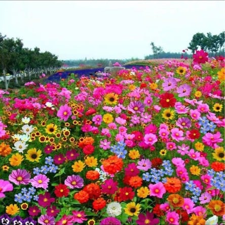 🔥Last day clearance💝Mixed Perennial Flowers Seeds-Over 60 kinds mixed - Image 8