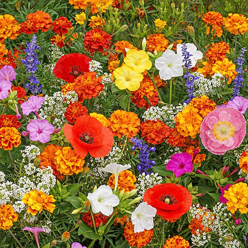 🔥Last day clearance💝Mixed Perennial Flowers Seeds-Over 60 kinds mixed - Image 9